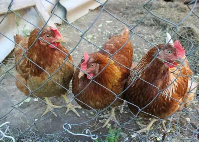 Lohmann Brown Chickens - Photo 5
