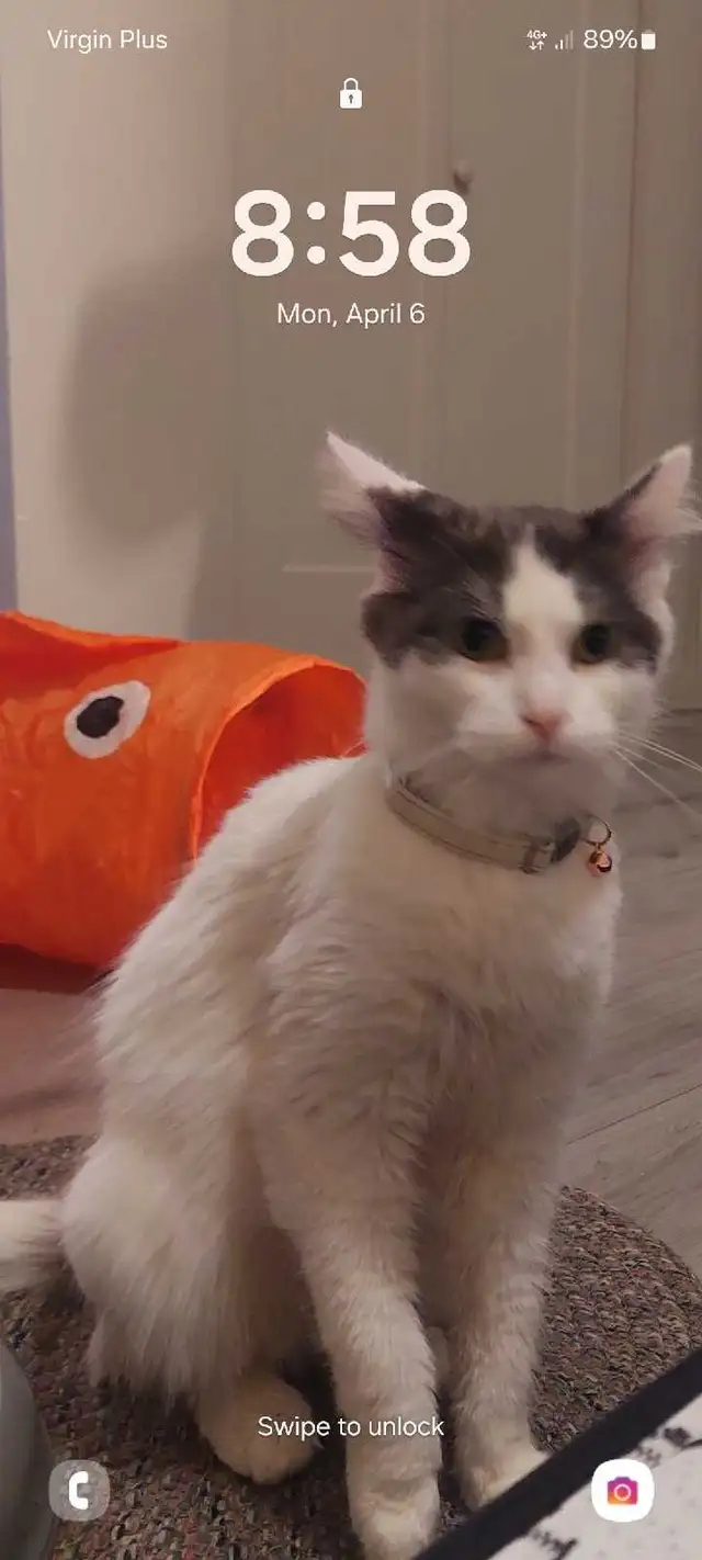 2 year old female cat unfixed available