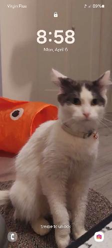 2 year old female cat unfixed available