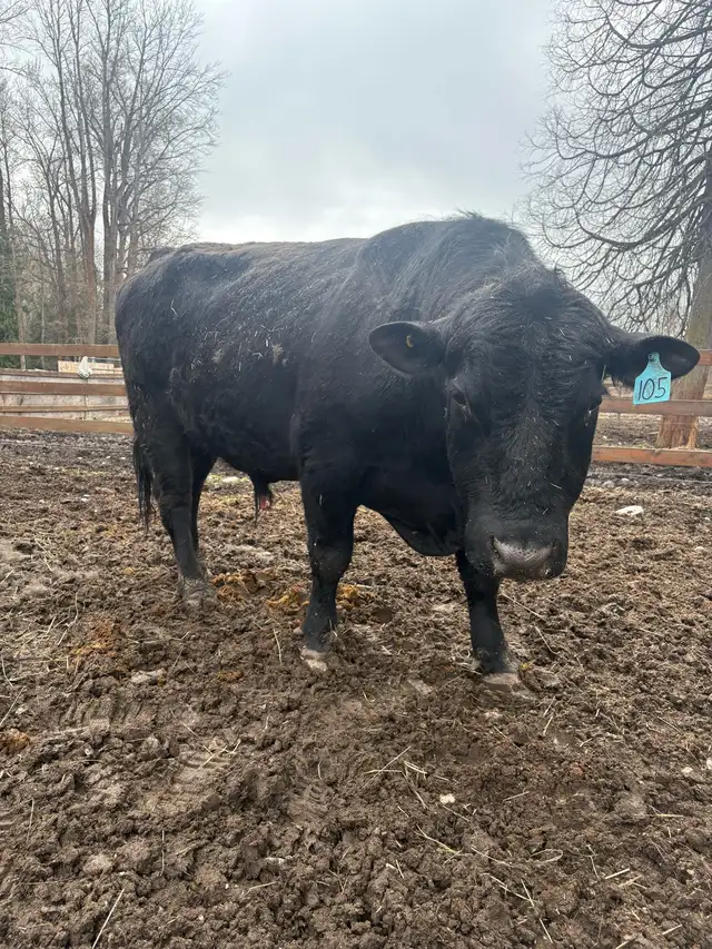 2yr Black Angus Bull