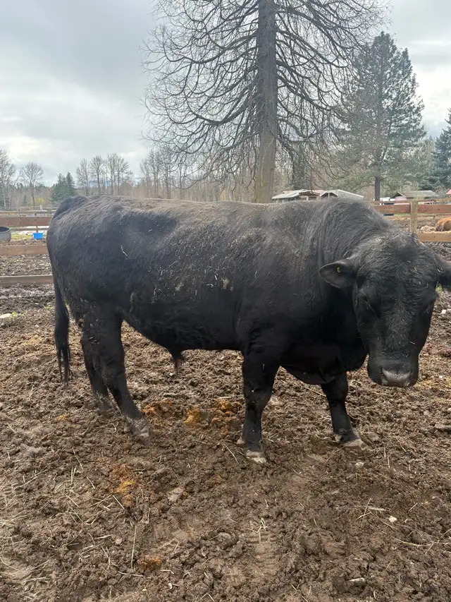 2yr Black Angus Bull - Photo 2