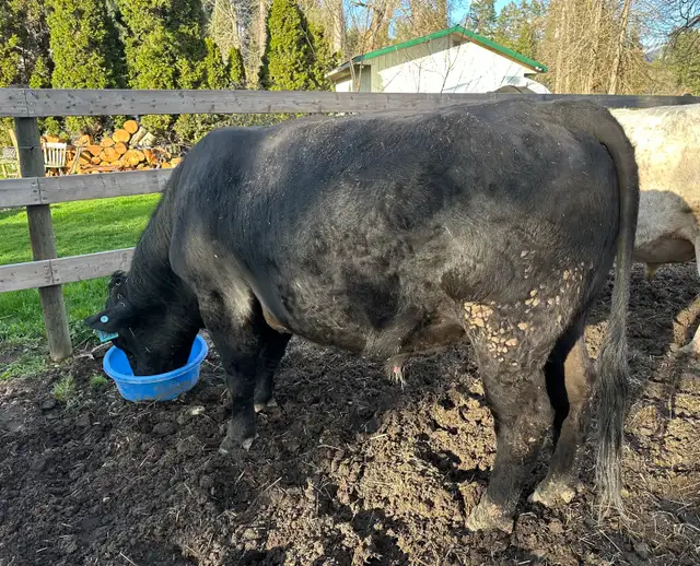 2yr Black Angus Bull - Photo 3