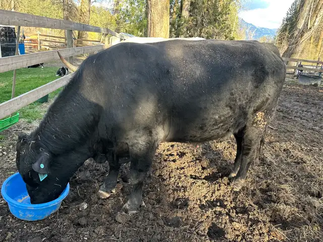 2yr Black Angus Bull - Photo 4
