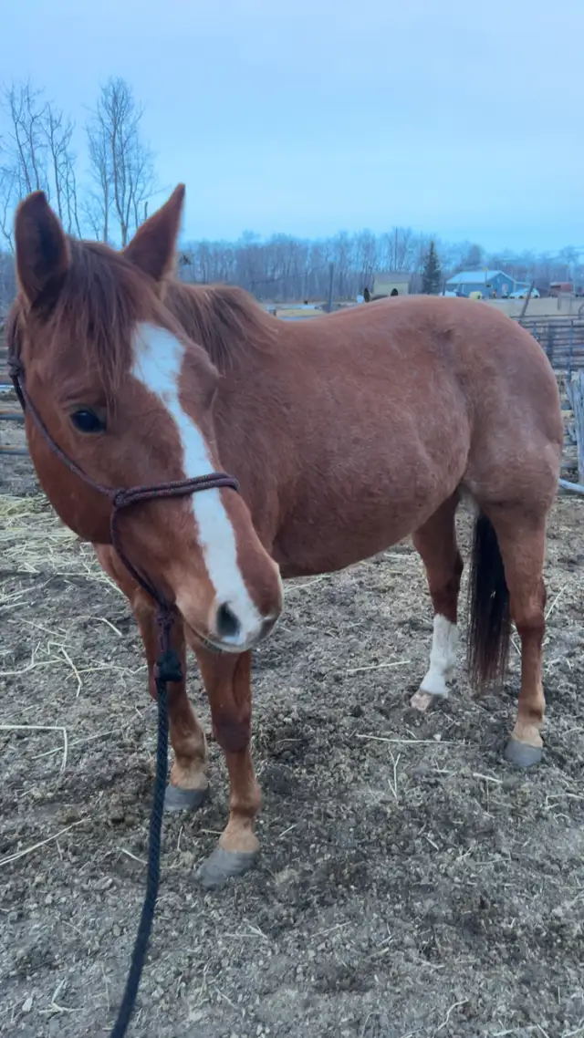 7 year old gelding - Photo 2