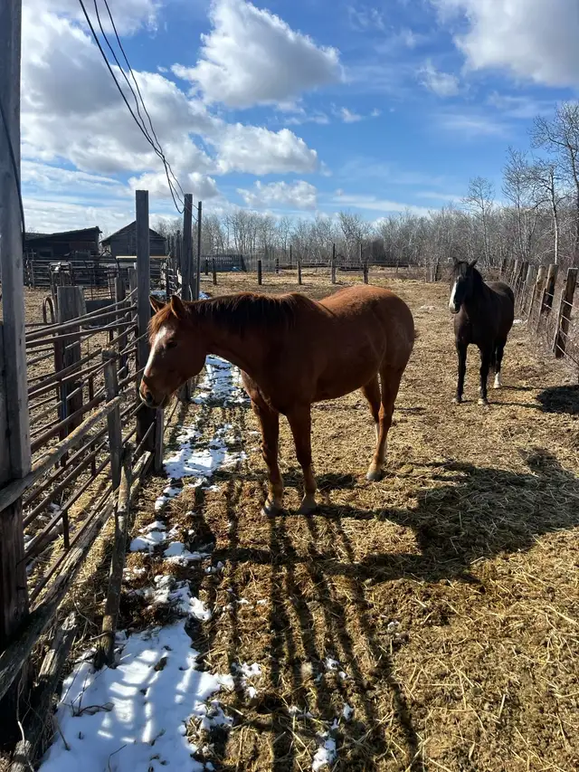 7 year old gelding - Photo 3