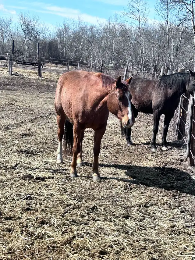 7 year old gelding - Photo 4