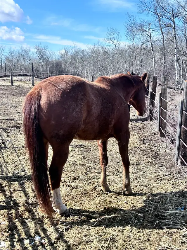 7 year old gelding - Photo 5