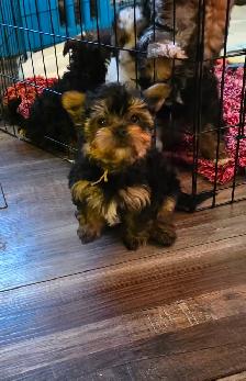Precious Yorkiepoo Puppies