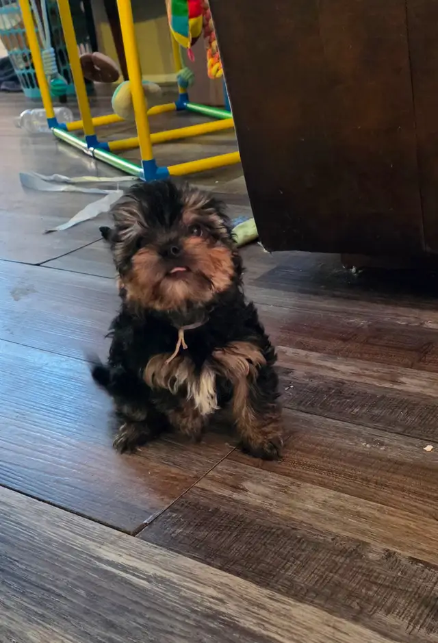 Precious Yorkiepoo Puppies - Photo 2