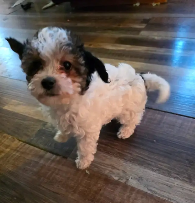 Precious Yorkiepoo Puppies - Photo 3