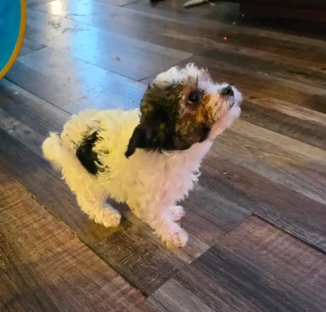 Precious Yorkiepoo Puppies - Photo 4