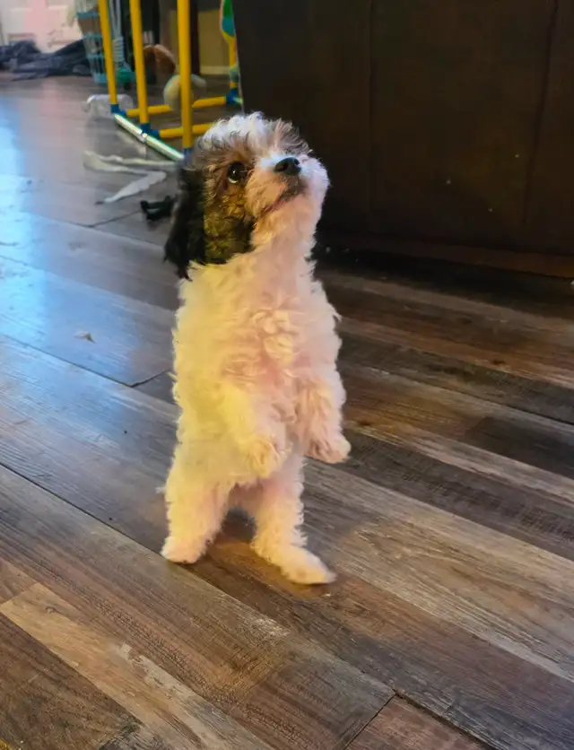 Precious Yorkiepoo Puppies - Photo 5