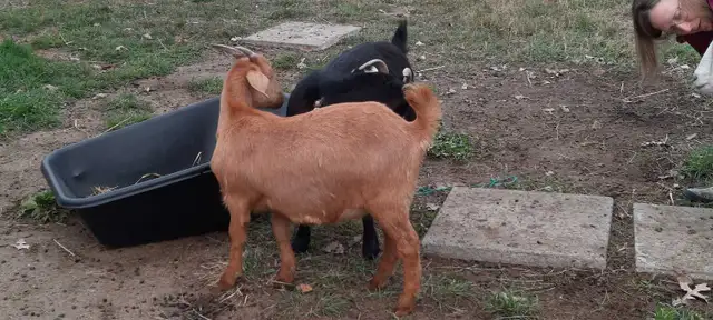 Kiko goats