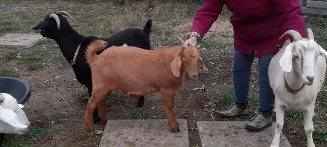 Kiko goats - Photo 2
