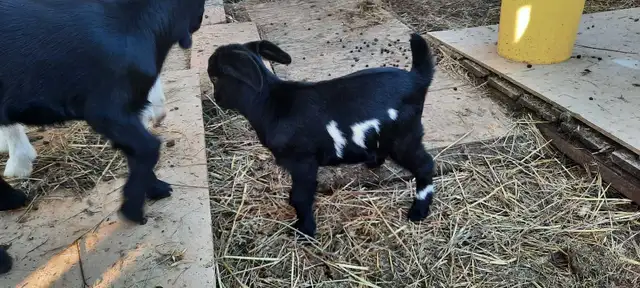 Kiko goats - Photo 3