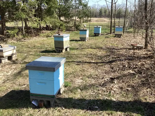 Honey bees - Photo 2