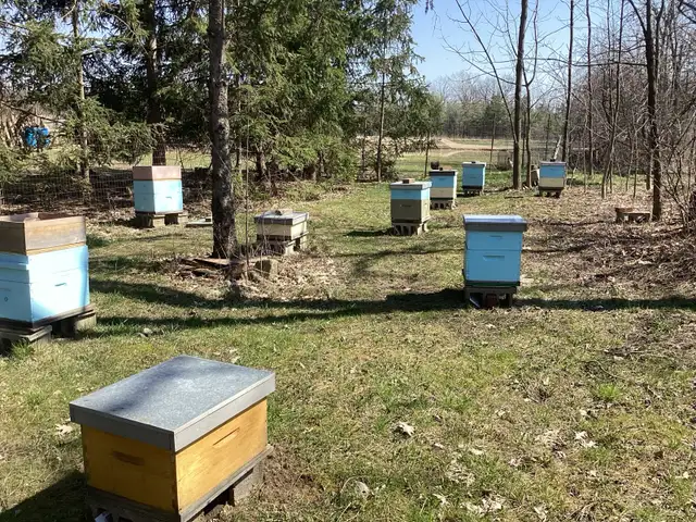 Honey bees - Photo 3