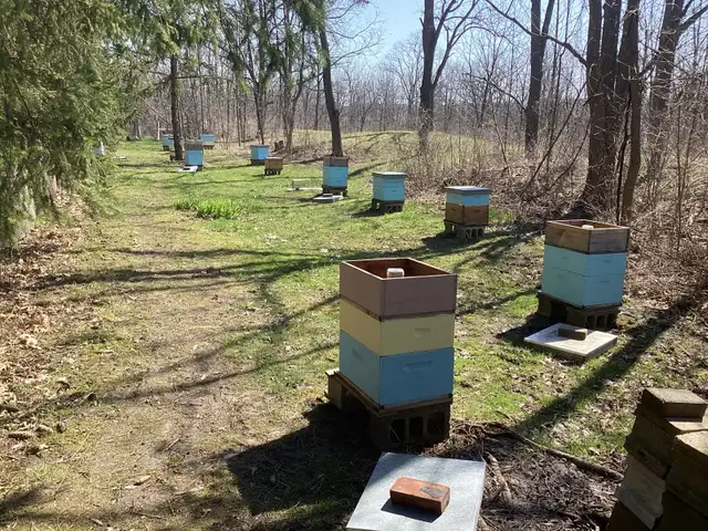 Honey bees - Photo 4