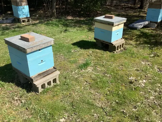 Honey bees - Photo 5