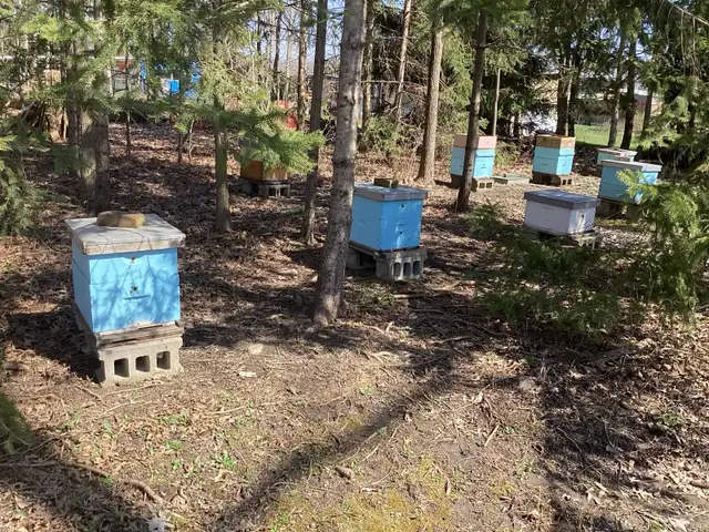 Honey bees - Photo 6