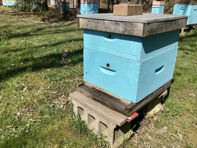 Honey bees - Photo 7