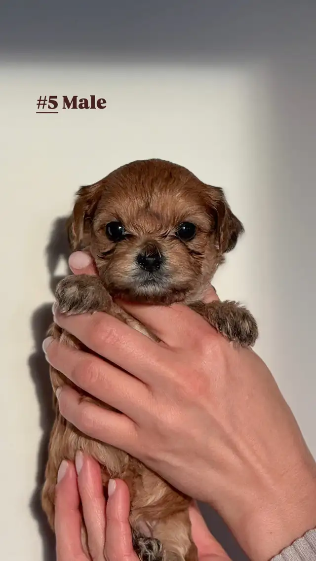 Yorkie Poo Puppies