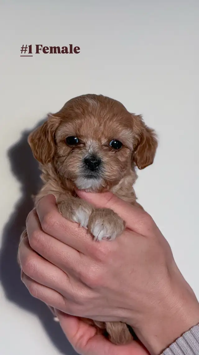 Yorkie Poo Puppies - Photo 2