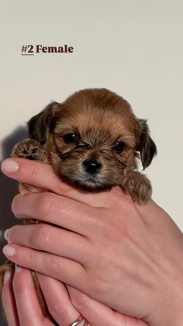 Yorkie Poo Puppies - Photo 3