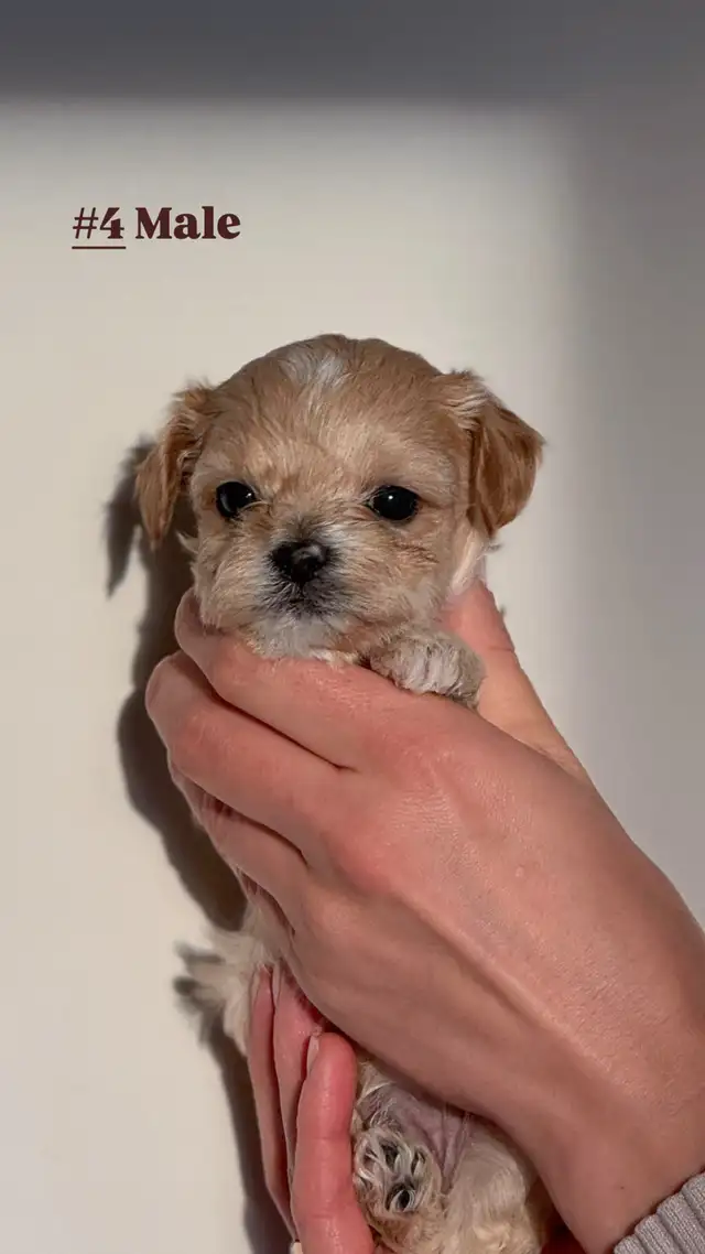 Yorkie Poo Puppies - Photo 5