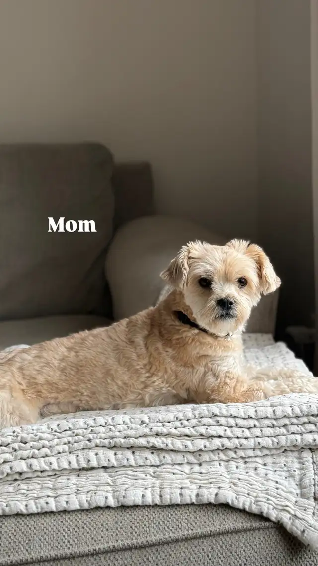 Yorkie Poo Puppies - Photo 6