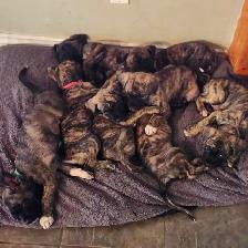 Mastiff cross puppies