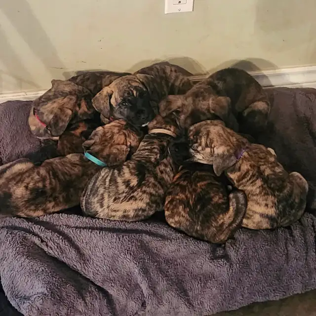 Mastiff cross puppies - Photo 2