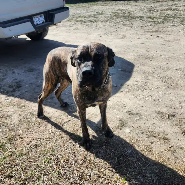 Mastiff cross puppies - Photo 3