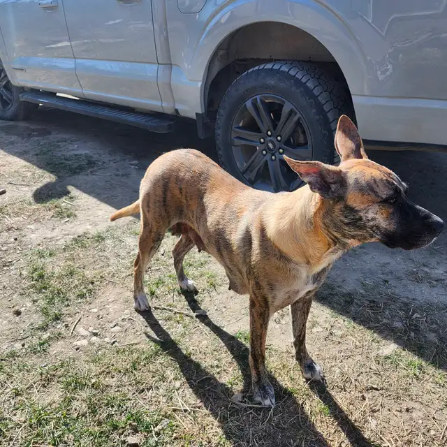 Mastiff cross puppies - Photo 4