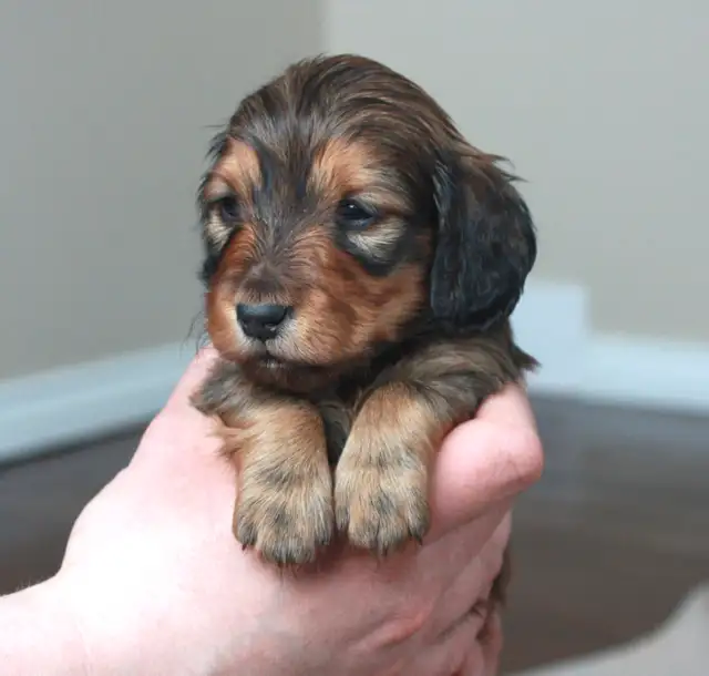 CKC Reg’d Miniature long haired dachshunds - Photo 3