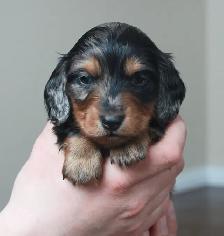 CKC Reg’d Miniature long haired dachshunds - Photo 4