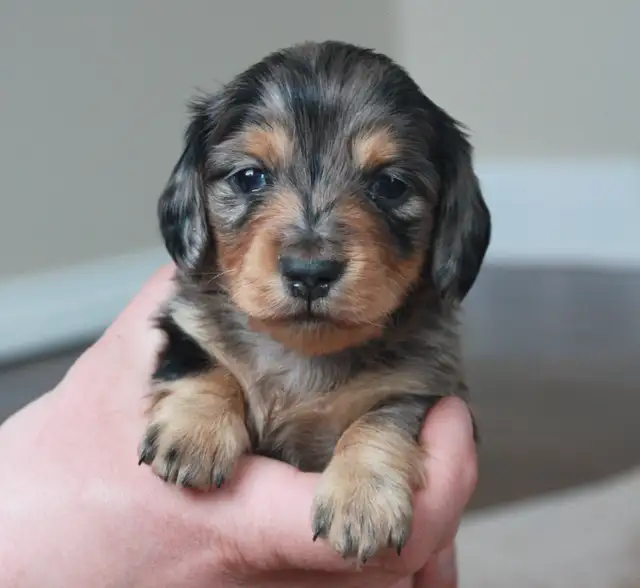 CKC Reg’d Miniature long haired dachshunds - Photo 5