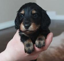 CKC Reg’d Miniature long haired dachshunds - Photo 6