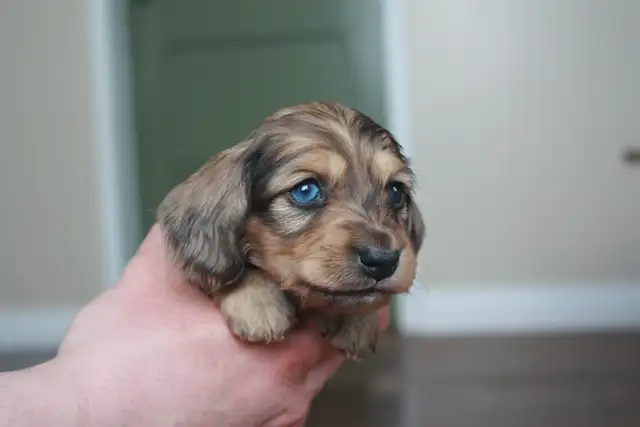 CKC Reg’d Miniature long haired dachshunds - Photo 7