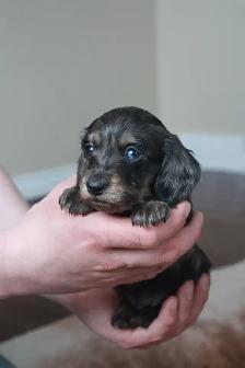 CKC Reg’d Miniature long haired dachshunds - Photo 8