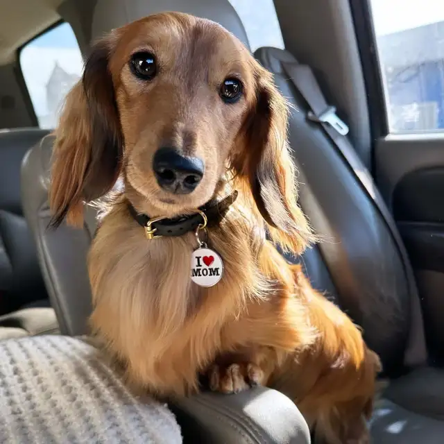 CKC Reg’d Miniature long haired dachshunds - Photo 9