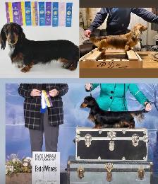 CKC Reg’d Miniature long haired dachshunds - Photo 10