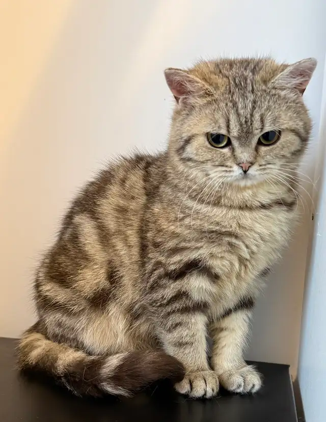 Scottish Straight kitten