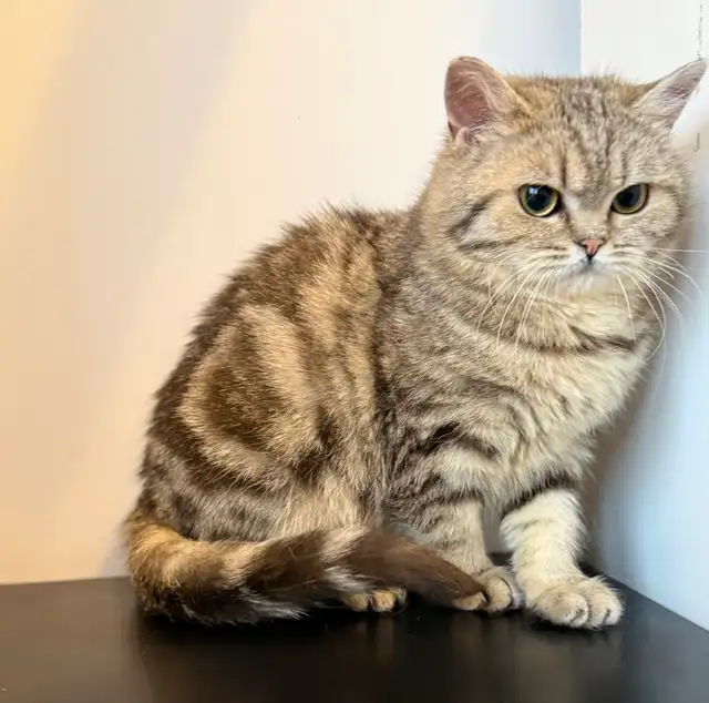 Scottish Straight kitten - Photo 2