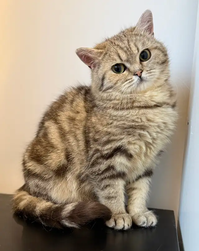 Scottish Straight kitten - Photo 3