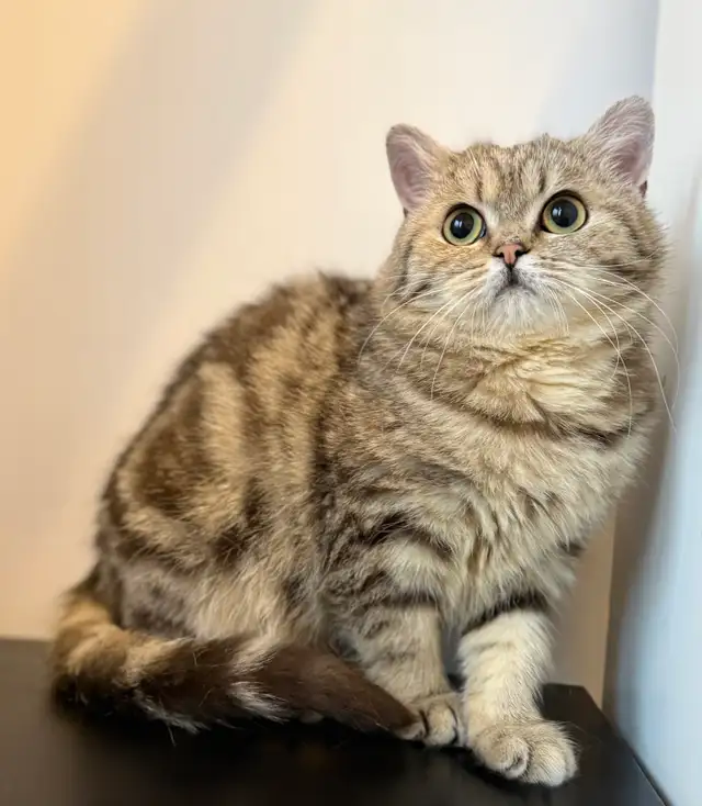 Scottish Straight kitten - Photo 4