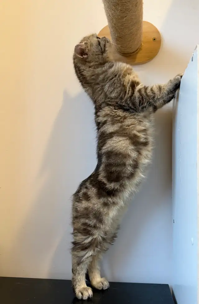 Scottish Straight kitten - Photo 5