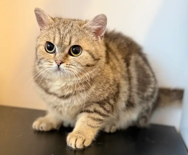 Scottish Straight kitten - Photo 7