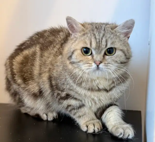 Scottish Straight kitten - Photo 8