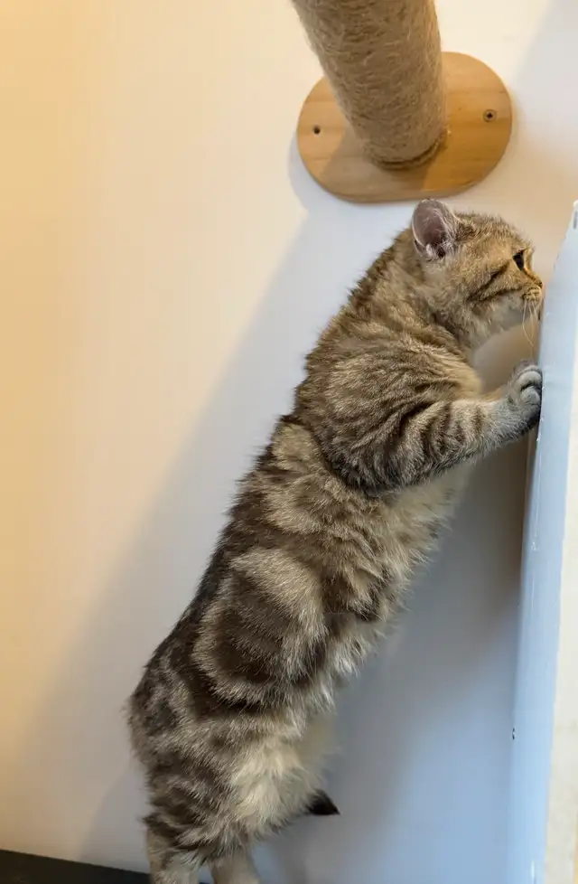 Scottish Straight kitten - Photo 9